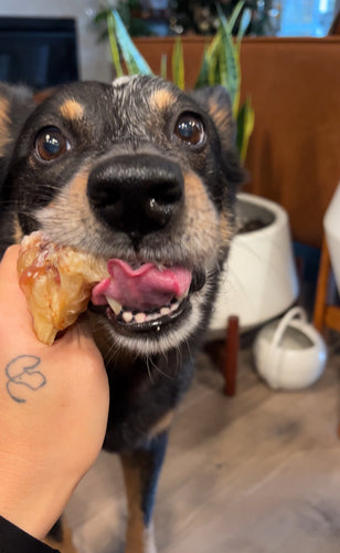 SINGLE BEEF FLEXOR TENDON