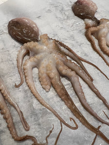 SINGLE BABY WHOLE OCTOPUS (WITH FREE SHIPPING)