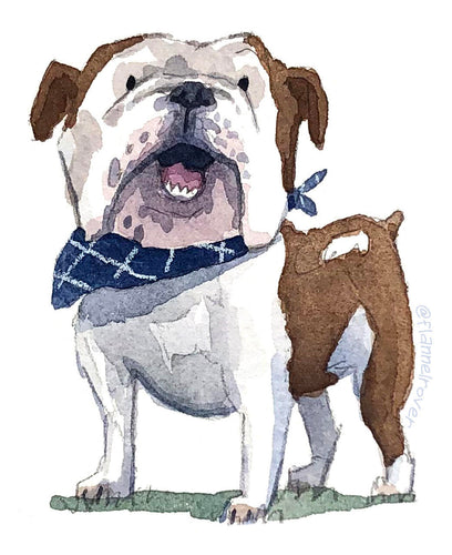 ENGLISH BULLDOG WITH BANDANA