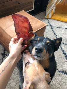 SINGLE OINKY PIG EAR (WITH FREE SHIPPING)