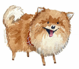 POMERANIAN WITH BANDANA