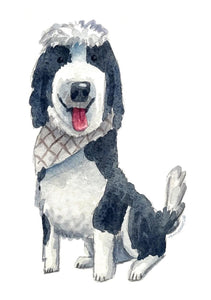 SHEEPADOODLE