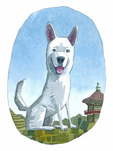 WHITE KOREAN JINDO STICKER